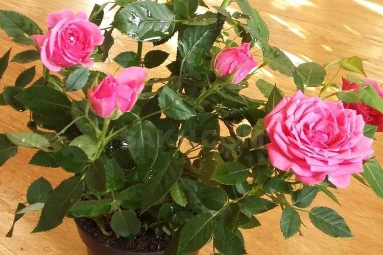 Роза Кордану - Види кімнатних троянд