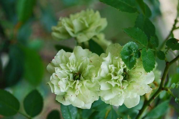 Роза Грін Айс Зелений лід - Види кімнатних троянд