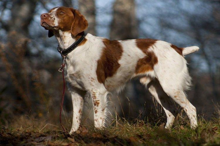 Бретонський епаньоль - мисливські породи собак