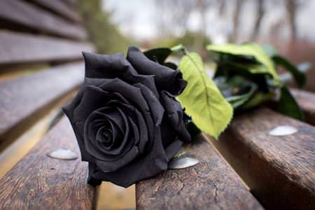 Чорні квіти: 25 рослин з темними квітками та листям