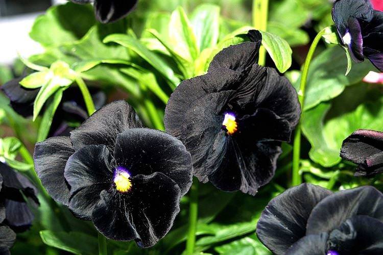 Фіалка Віттрока - Чорні квіти, рослини з темними квітками та листям