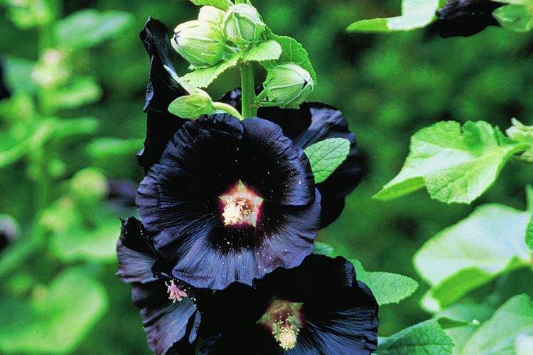 Шток-троянда Нігра - Чорні квіти, рослини з темними квітками та листям