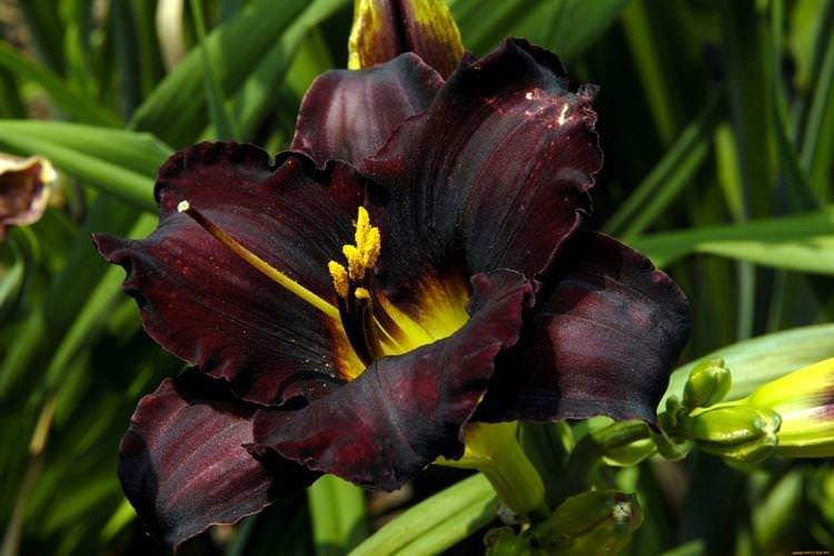Лілейник - Чорні квіти, рослини з темними квітками та листям