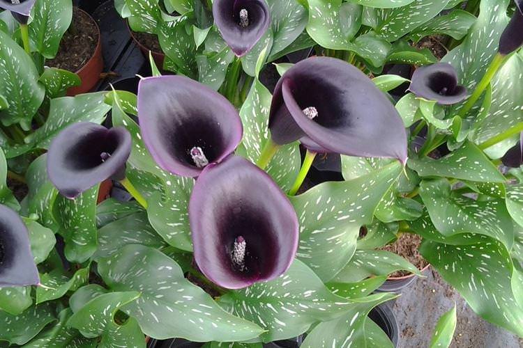 Калла - Чорні квіти, рослини з темними квітками та листям