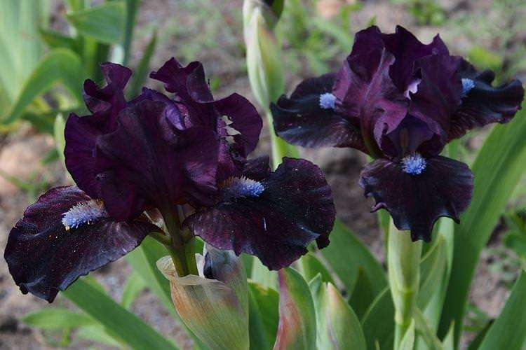 Ірис - Чорні квіти, рослини з темними квітками та листям