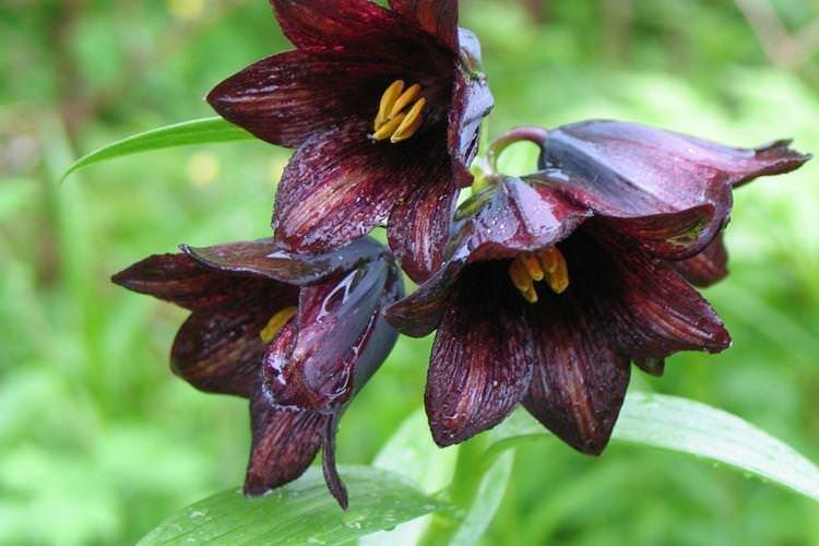 Перський рябчик - Чорні квіти, рослини з темними квітками та листям