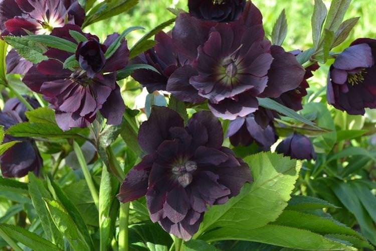 Морозник Дабл Еллен Пурпл - Чорні квіти, рослини з темними квітками та листям