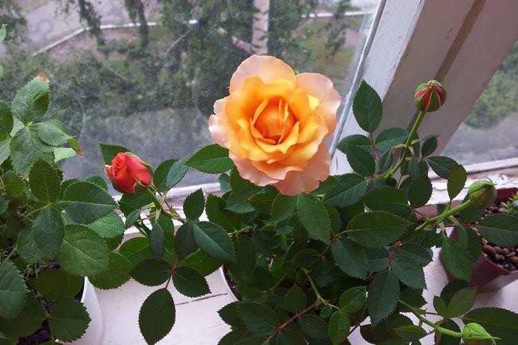 Кімнатна троянда - фото