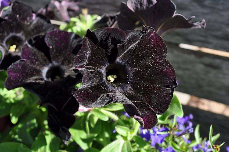 Петунія - Чорні квіти, рослини з темними квітками та листям