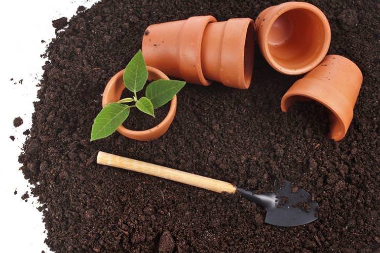 Чим і як знезаразити ґрунт для розсади