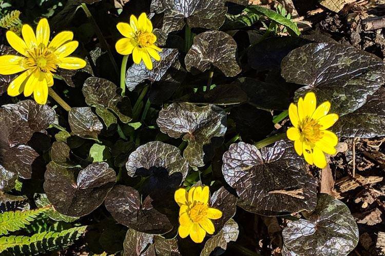 Весняний чистяк - Чорні квіти, рослини з темними квітками та листям