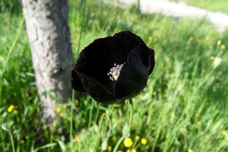 Східний мак - Чорні квіти, рослини з темними квітками та листям