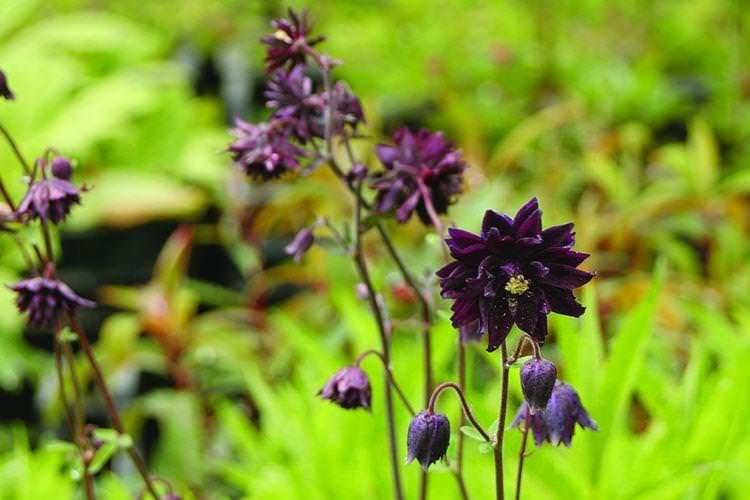 Аквілегія - Чорні квіти, рослини з темними квітками та листям