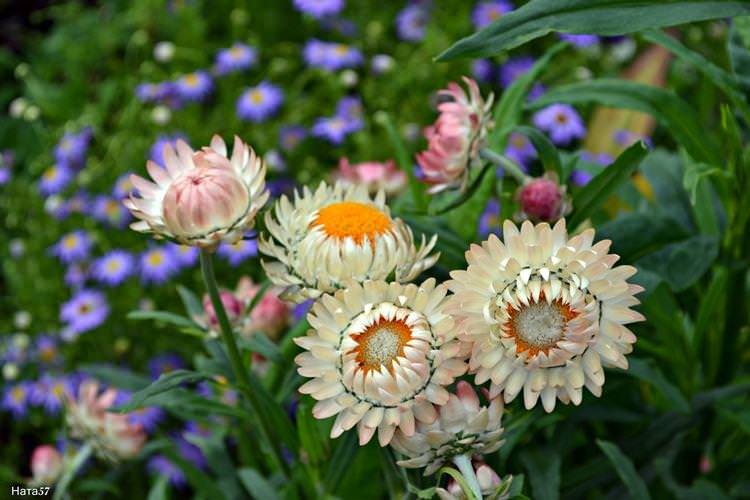 Маргариткоквітковий геліхризум - Квіти схожі на ромашки