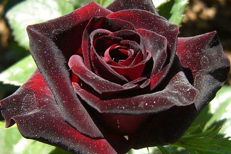 Роза Black Baccara - Чорні квіти, рослини з темними квітками та листям