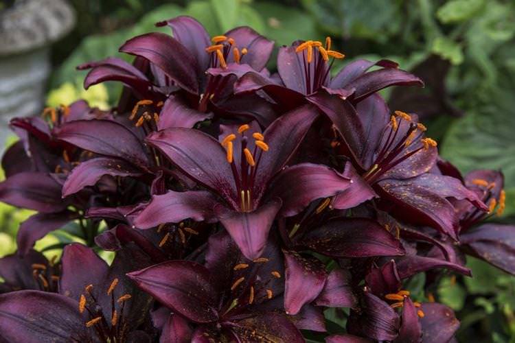 Лілія Мапіра - Чорні квіти, рослини з темними квітками та листям