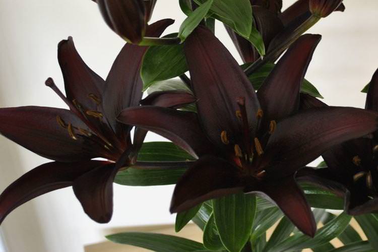 Азіатська лілія - ​​Чорні квіти, рослини з темними квітками та листям
