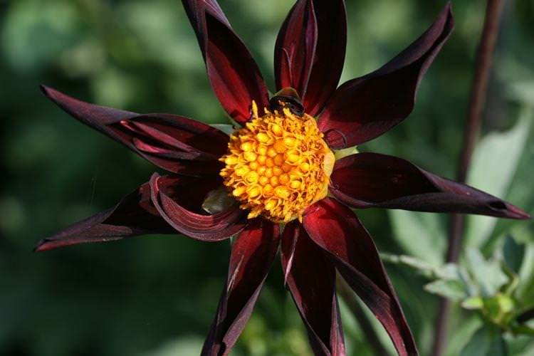 Жоржина Veronnes Obsidian - Чорні квіти, рослини з темними квітками та листям