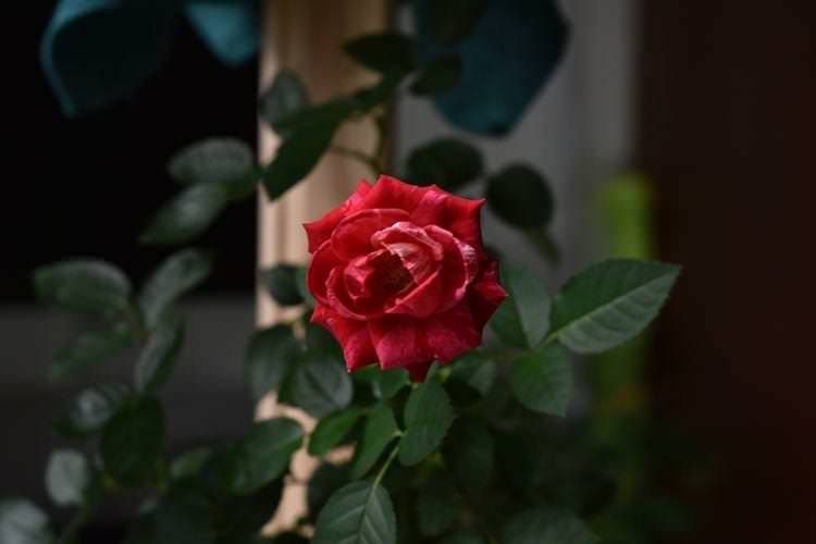 Кімнатна троянда - фото