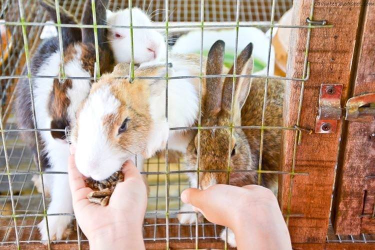 Клітки для спарювання - Клітки для кроликів своїми руками