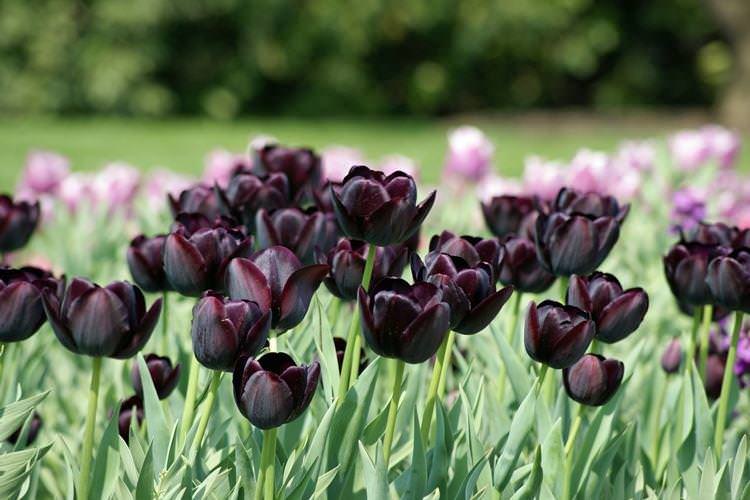Тюльпан - Чорні квіти, рослини з темними квітками та листям