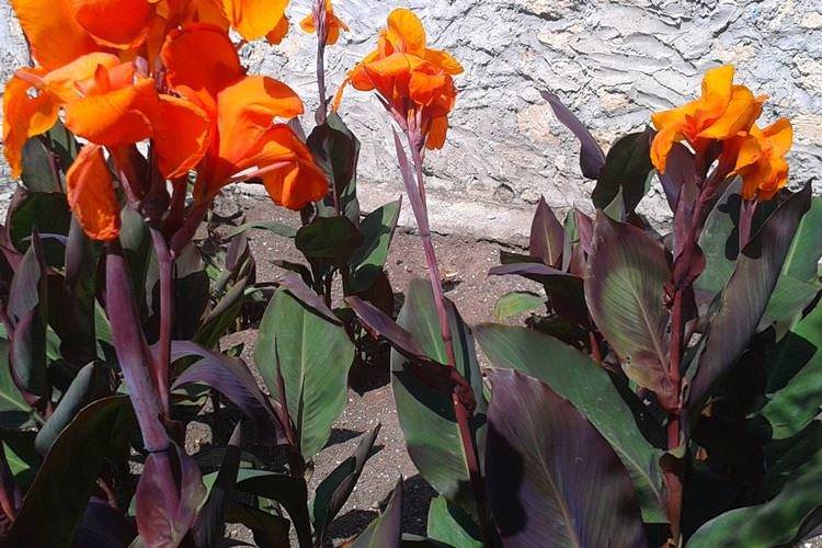 Канна Вайомінг - Чорні квіти, рослини з темними квітками та листям