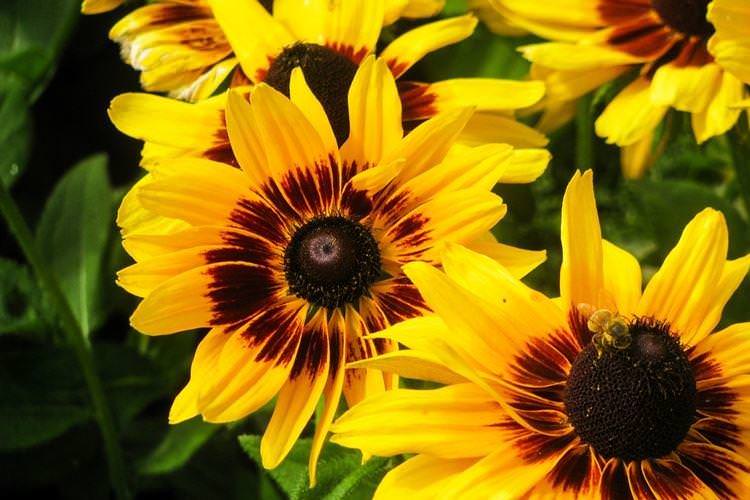 Соняшник - Квіти схожі на ромашки