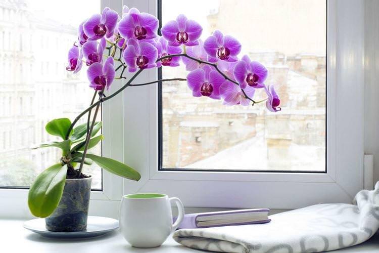 Орхідея - Кімнатні квіти для ванної кімнати