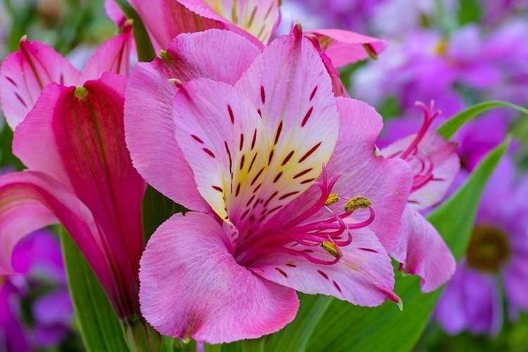 Альстромерія - Найкрасивіші квіти у світі