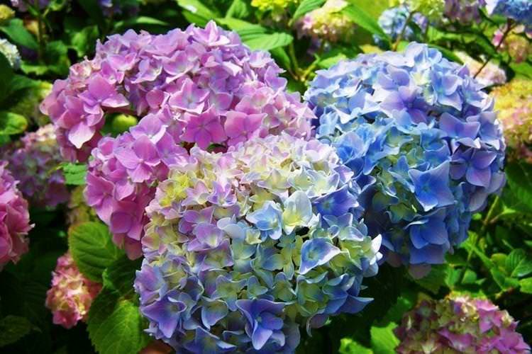 Гортензія - Найкрасивіші квіти у світі