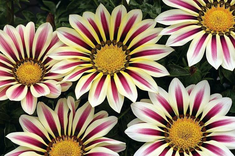 Газанія - Найкрасивіші квіти у світі