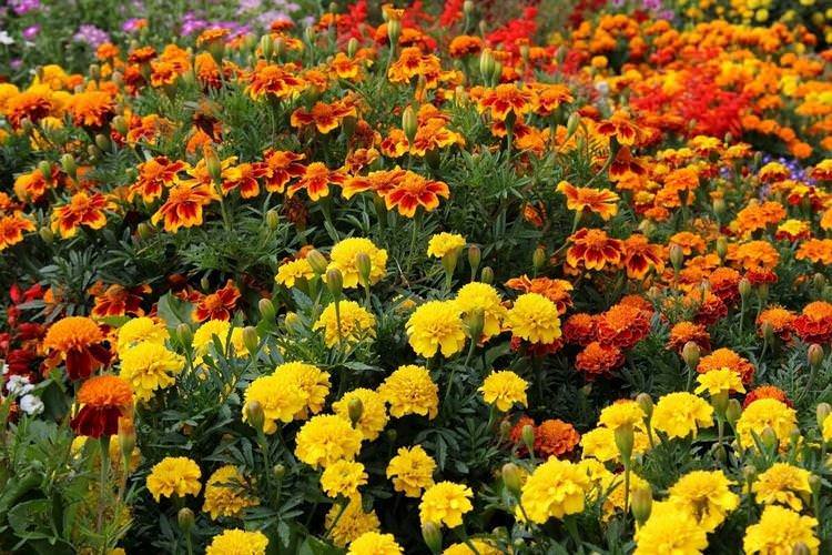 Оксамити - Садові квіти, що цвітуть все літо