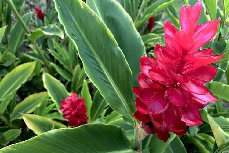 Гавайський імбир - Найкрасивіші квіти у світі