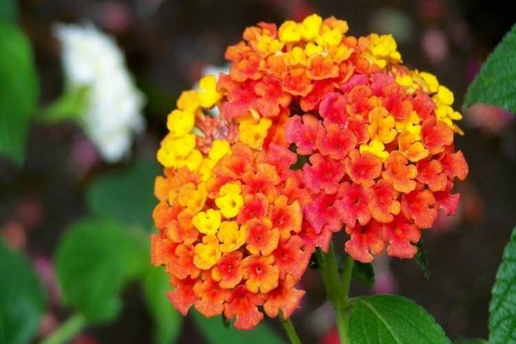 Лантана - Найкрасивіші квіти у світі