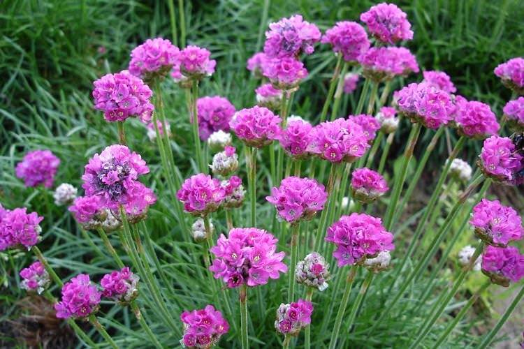 Армерія приморська - Садові квіти, що цвітуть все літо