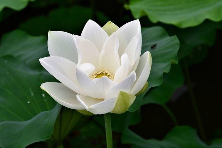 Білий лотос - Найкрасивіші квіти у світі