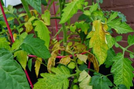 Чому жовтіють і сохнуть листя у помідорів