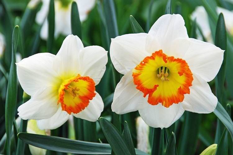 Нарцис - Найкрасивіші квіти у світі
