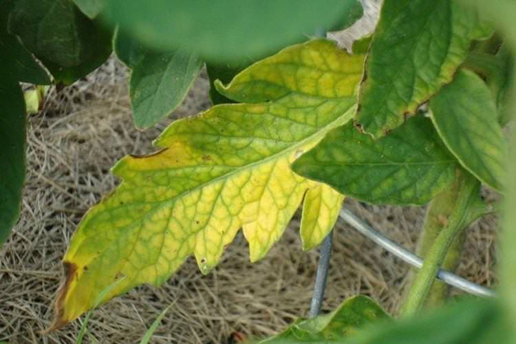 Чому жовтіють нижні листя у помідорів