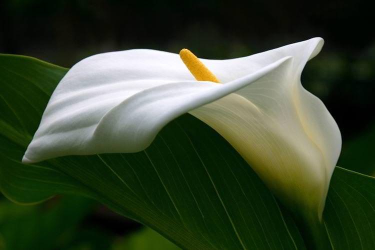 Калла - Найкрасивіші квіти у світі