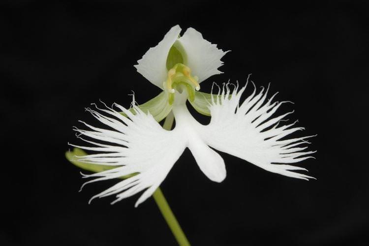 Біла чапля - Найкрасивіші квіти у світі