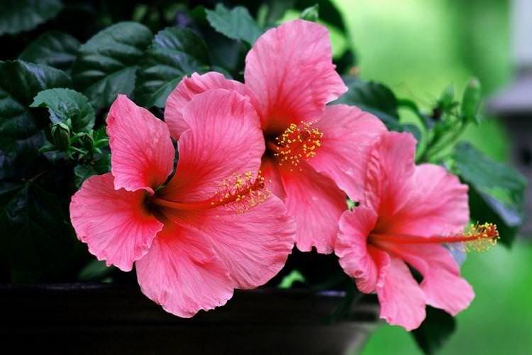 Гібіскус - Найкрасивіші квіти у світі