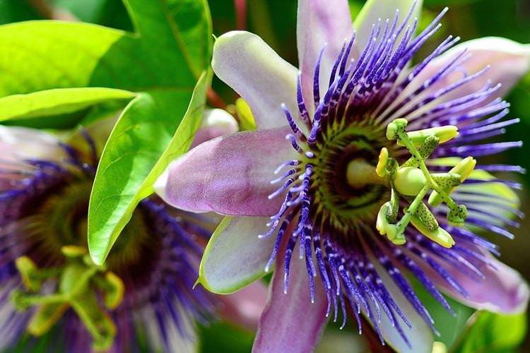 Пасифлора - Найкрасивіші квіти у світі