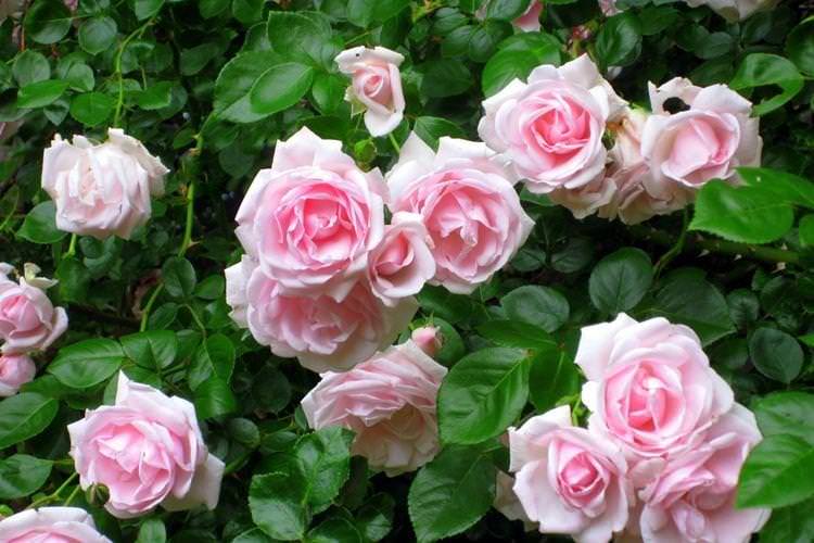 Роза - Садові квіти, що цвітуть все літо