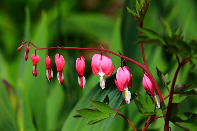 Дицентра чудова - Найкрасивіші квіти у світі