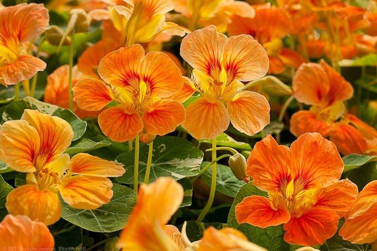 Настурція - Садові квіти, що цвітуть все літо