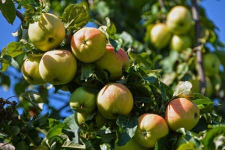 Як правильно і чим підгодувати яблуню навесні