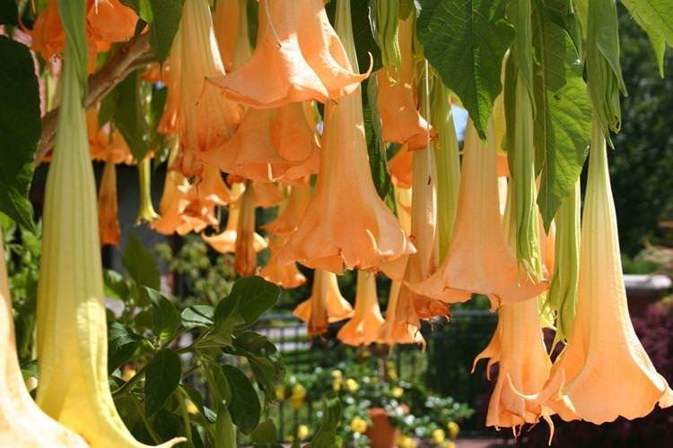 Бругмансія - Найкрасивіші квіти у світі