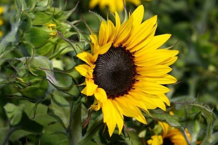 Соняшник - Садові квіти, що цвітуть все літо