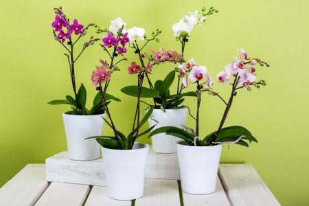 Як доглядати за орхідеєю в домашніх умовах